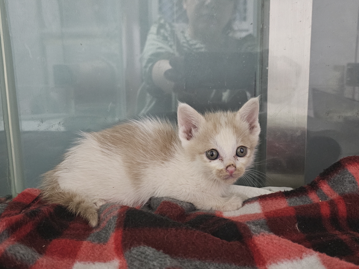 보령길고양이보호협회_444451202400549